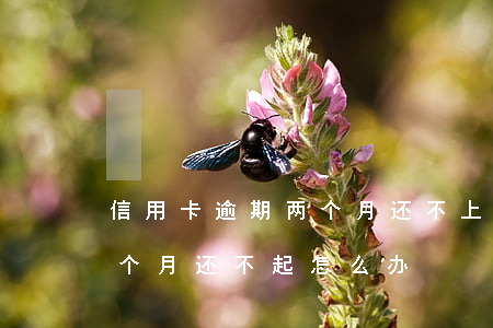 信用卡逾期两个月还不上怎么办(欠信用卡2个月还不起怎么办)