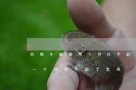 信用卡逾期两个月还不起怎么办（信用卡逾期一个月还不起了怎样）