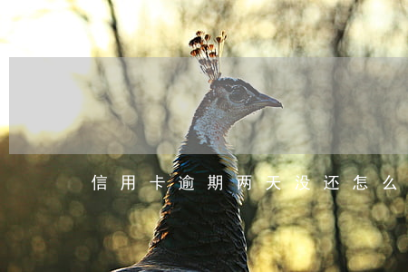 信用卡逾期两天没还怎么整(信用卡 逾期 两天)