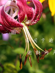 信用卡逾期两天能申请减免利息吗-信用卡逾期两天能申请减免利息吗知乎