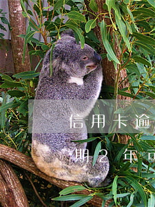 信用卡逾期两年多了能协商么(信用卡2w逾期2年可以协商吗)
