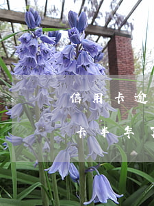 信用卡逾期两年无力偿还最坏结果-欠信用卡半年了无能为力偿还怎么办