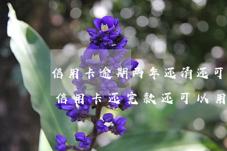 信用卡逾期两年还清还可以用吗(逾期几年的信用卡还完款还可以用吗)