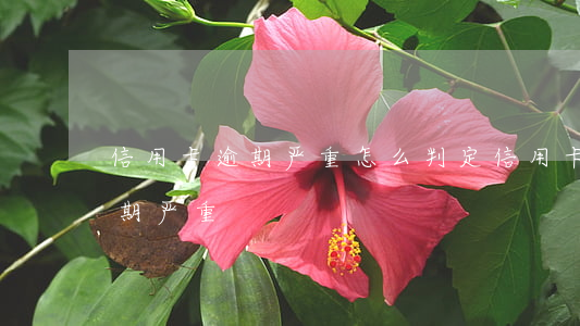 信用卡逾期严重怎么判定(信用卡怎样才算逾期严重)