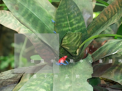 信用卡逾期中心靠譜嗎(信用卡逾期管理中心是干什么的)