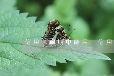 信用卡逾期中能用嗎(信用卡逾期中能用嗎)