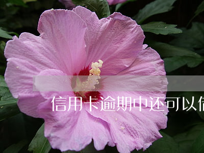 信用卡逾期中还可以借钱吗