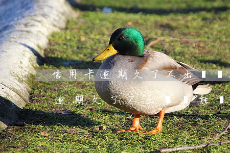 信用卡逾期久了不出賬單能還款嗎-信用卡逾期久了不出賬單能還款嗎怎么辦