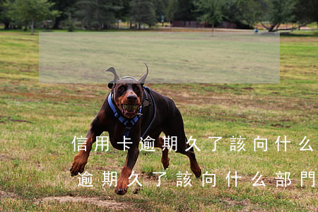 信用卡逾期久了該向什么部門投案-信用卡逾期久了該向什么部門投案呢
