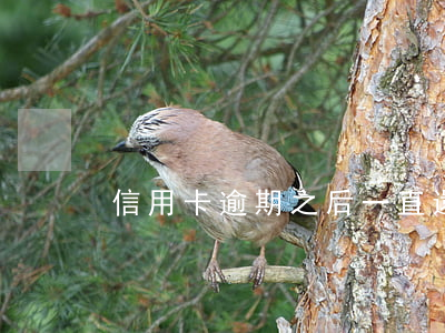 信用卡逾期之后一直還最低