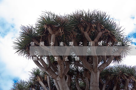 信用卡逾期之后做分期嗎(信用卡做了分期逾期了怎么辦)