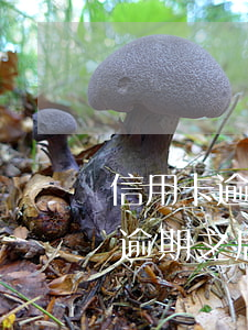 信用卡逾期之后利息會超出本金嗎-信用卡逾期之后利息會超出本金嗎怎么辦