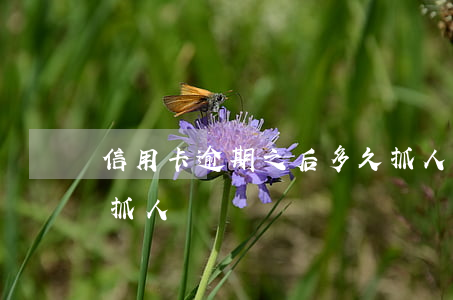 信用卡逾期之后多久抓人(欠信用卡的錢多久抓人)