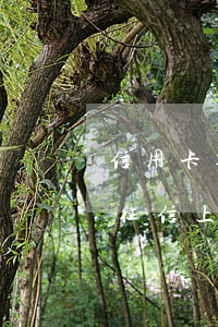 信用卡逾期之后征信會(huì)多久消除(征信上逾期多久會(huì)消除)