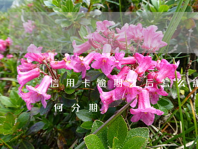 信用卡逾期之后怎么辦理分期(信用卡逾期如何分期)