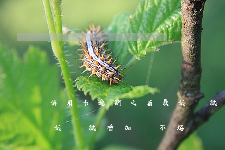 信用卡逾期之后最低還款(信用卡逾期之后最低還款增加還不起)