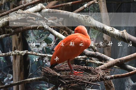 信用卡逾期之后有什么后果(逾期會影響別的信用卡嗎)