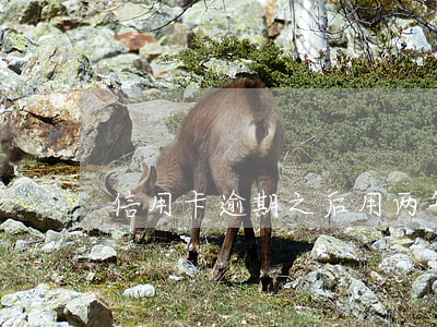 信用卡逾期之后用两年