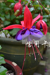 信用卡逾期之后还有宽容期么(信用卡逾期)
