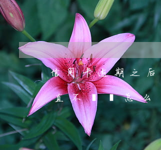信用卡逾期之后還款不成功(信用卡逾期后一直不還會怎么樣)