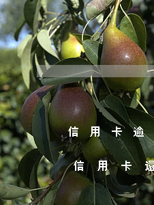 信用卡逾期之后還能貸款嗎(銀行貸款逾期后信用卡還能用嗎)