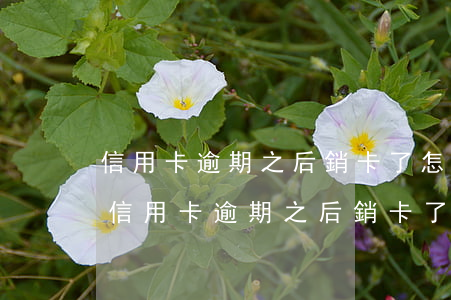 信用卡逾期之后銷卡了怎么辦廣發(fā)(信用卡逾期之后銷卡了怎么辦廣發(fā))