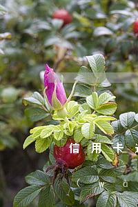 信用卡逾期九千多會(huì)判多久(9萬(wàn)信用卡逾期會(huì)怎么樣)