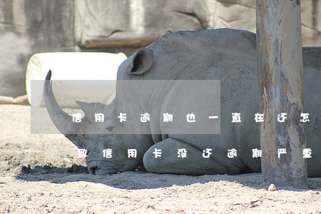 信用卡逾期也一直在还怎么办(因为出了事导致信用卡没还逾期严重怎么办)