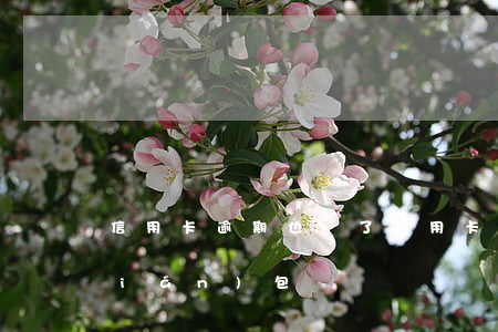 信用卡逾期也丟了 信用卡逾期也丟了錢(qián)包