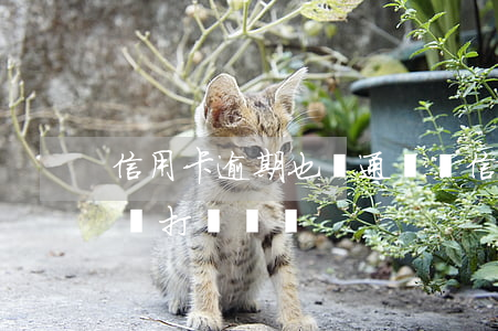 信用卡逾期也報通訊錄(信用卡逾期會給通訊錄打電話嗎)