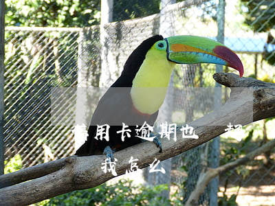 信用卡逾期也沒起訴我-信用卡逾期也沒起訴我怎么辦