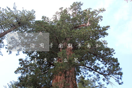 信用卡逾期书面如何申请(信用卡逾期异议申请书怎么写)