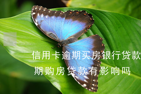 信用卡逾期买房银行贷款吗(不小心信用卡逾期,购房贷款有影响吗) 信用卡逾期买房银行贷款吗(不小心信用卡逾期,购房贷款有影响吗)