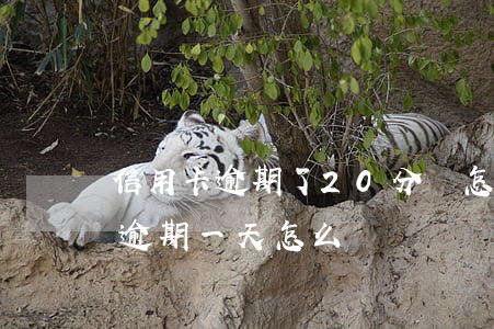 信用卡逾期了20分鐘怎么辦(不小心信用卡逾期一天怎么辦)