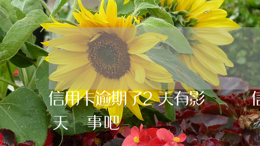 信用卡逾期了2天有影響沒(還信用卡逾期一天沒事吧)