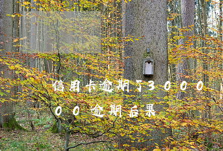 信用卡逾期了3000會抓人嗎(信用卡3000逾期后果)