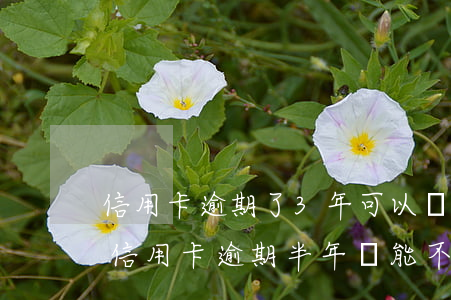 信用卡逾期了3年可以協(xié)商么(欠信用卡逾期半年還能不能協(xié)商)
