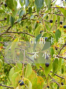 信用卡逾期了4天會不會影響征信-信用卡不小心逾期了4天,馬上還了