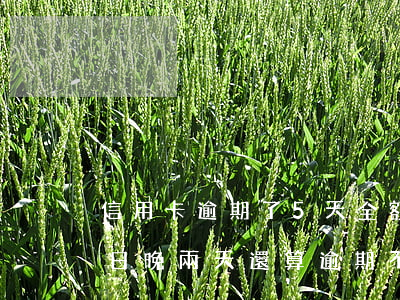 信用卡逾期了5天全額還款(信用卡25還款日,晚兩天還算逾期不)