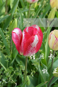 信用卡逾期了5天有事嗎(信用卡逾期四五天還能正常用嗎)