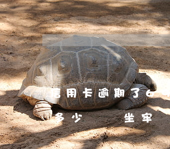 信用卡逾期了69萬(2021年信用卡逾期多少錢會坐牢)
