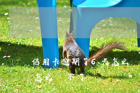 信用卡逾期了6天怎么辦(信用卡逾期了6天怎么辦不了)