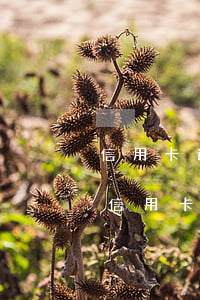 信用卡逾期了7天會(huì)影響征信嗎 信用卡逾期了7天會(huì)影響征信嗎