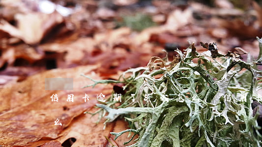 信用卡逾期了8次怎么辦(信用卡逾期七次怎么辦)