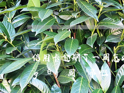 信用卡逾期了一周怎么辦(信用卡逾期一個(gè)周沒事吧)