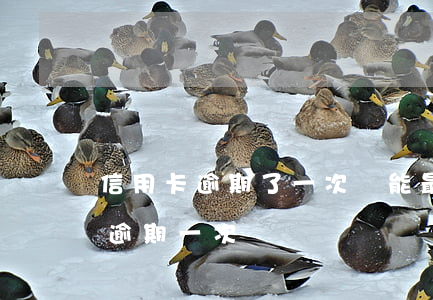 信用卡逾期了一次還能最低還款嗎-信用卡 逾期 一次
