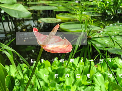 信用卡逾期了一直不還會(huì)坐滿我-所有的信用卡都逾期了還不上,怎么辦