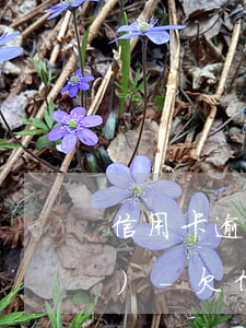 信用卡逾期了一般哪里公安打電話(huà)-欠信用卡公安局打電話(huà)來(lái)是真的嗎