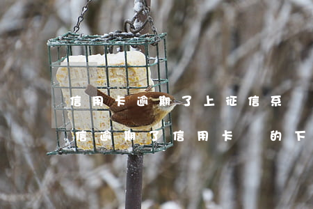 信用卡逾期了上征信系統(tǒng)了(征信逾期了信用卡辦的下來嗎)