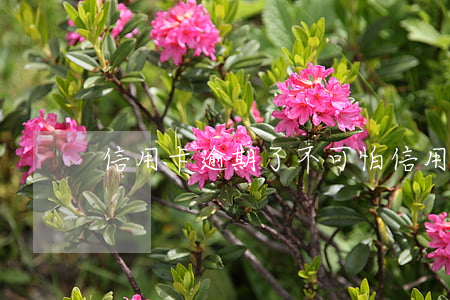 信用卡逾期了不可怕(信用卡逾期了不可怕)